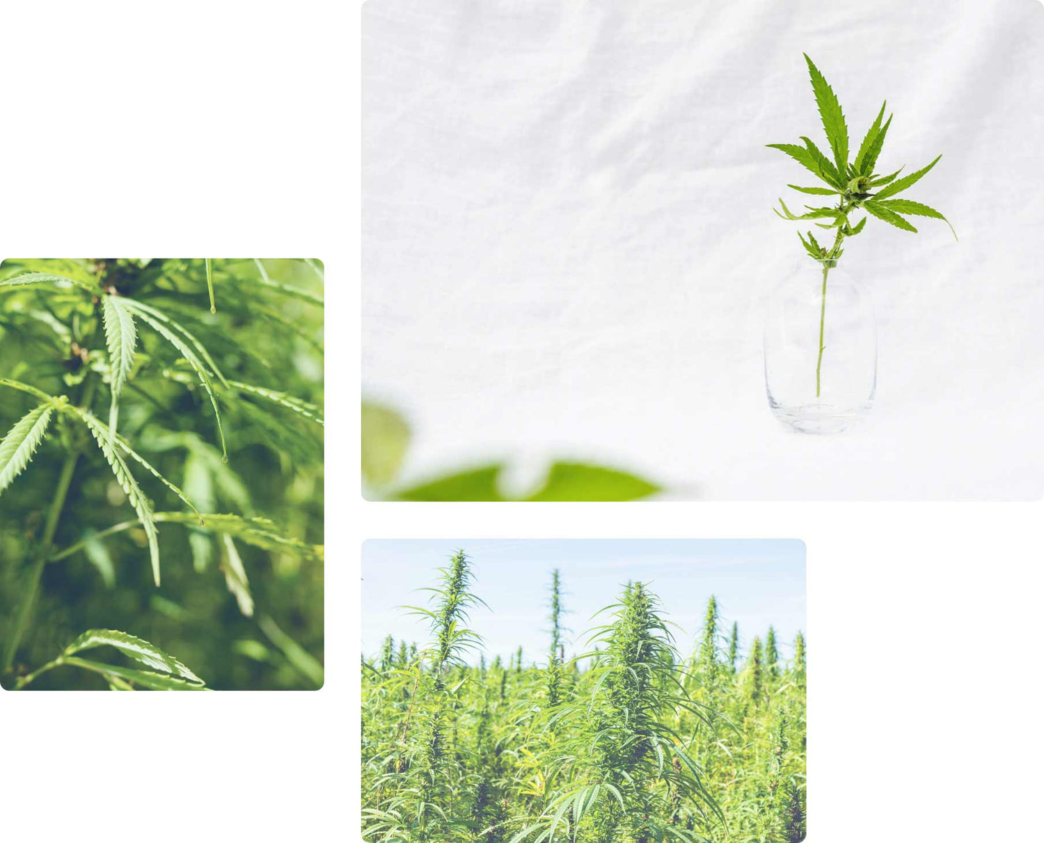 麻の葉の画像3枚