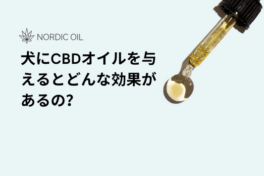 犬にCBDオイルを与えるとどんな効果があるの？